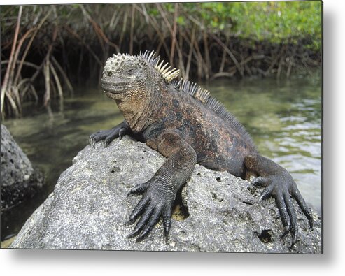 Feb0514 Metal Print featuring the photograph Marine Iguana Clings To Lava Rock by Tui De Roy
