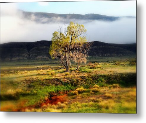 Cottonwood Tree Metal Print featuring the photograph May Morning Mist by Lisa Holland-Gillem