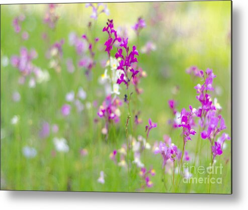 Pink Metal Print featuring the photograph Meadow of Pink II by Tamara Becker
