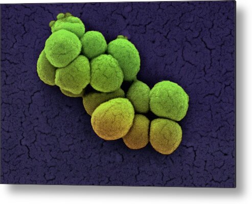 Micrococcus Luteus Metal Print featuring the photograph Micrococcus Luteus Bacteria by Ami Images