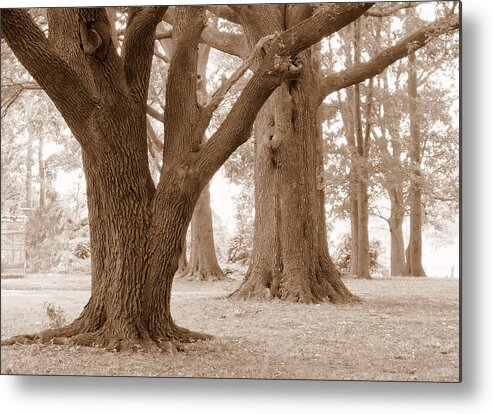 Majestic Oak Trees Metal Print featuring the photograph Mighty Oaks by Jim Whalen