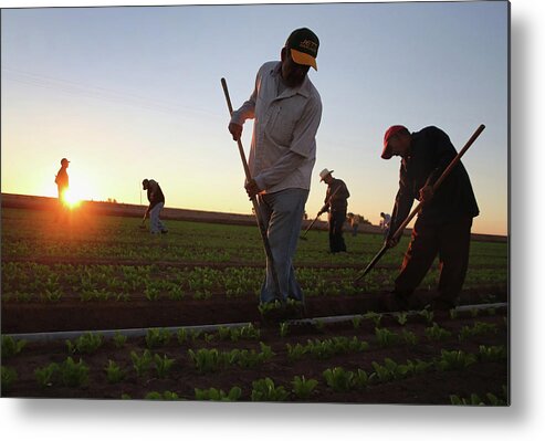 California Metal Print featuring the photograph Migrant Workers Farm Crops In Southern by John Moore