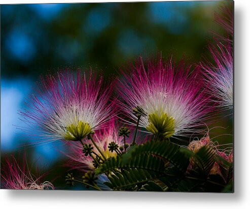 Mimosa Tree Metal Print featuring the photograph Mimosa blossoms by Haren Images- Kriss Haren