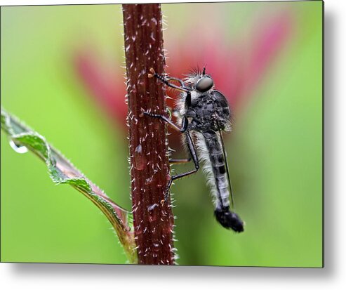 Robber Fly Metal Print featuring the photograph Miss Our Talks by Juergen Roth