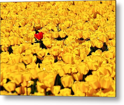 Tulips Metal Print featuring the photograph Missed the Yellow Memo by Benjamin Yeager