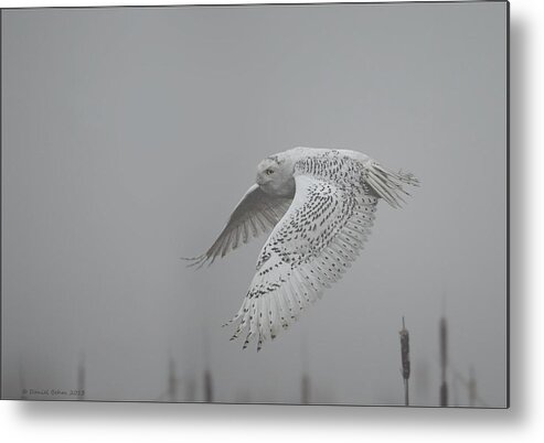 Snowy Owl Metal Print featuring the photograph Misty Day Snowy by Daniel Behm