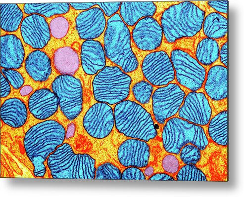 Mitochondrion Metal Print featuring the photograph Mitochondria by Cnri
