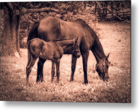 Horses. Foal. Donamire Farm Metal Print featuring the photograph Mom and Foal by Mary Timman