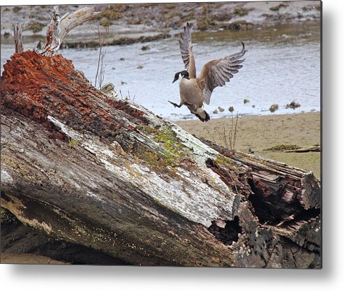 Canada Goose Metal Print featuring the photograph Mom is Home by Randy Hall