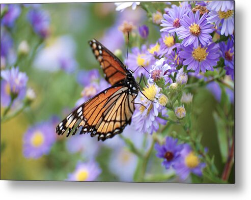 Monarch Butterfly Metal Print featuring the photograph Monarch butterfly 3 by Tracy Winter