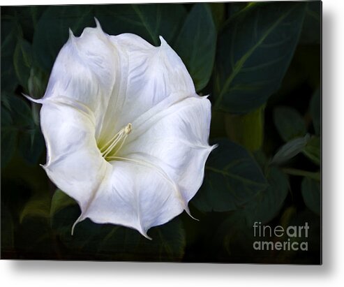 Datura Metal Print featuring the photograph Morning glory by Elena Nosyreva