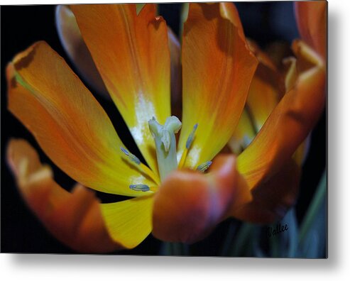 Flower Metal Print featuring the photograph Morning Tulip by Vallee Johnson