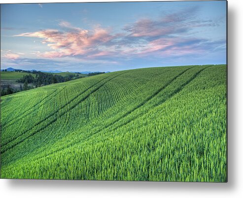 Palouse Metal Print featuring the photograph Spring Wheat and Moscow Mtn. by Doug Davidson