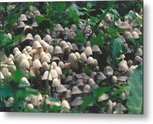 Mushrooms Metal Print featuring the photograph Mushroom Village by Susan Stevens Crosby
