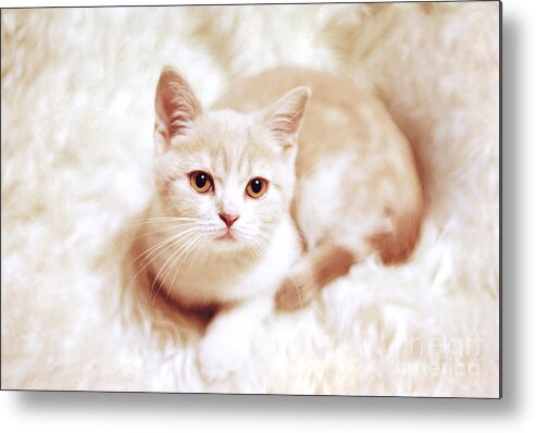 Cat Metal Print featuring the photograph My master by Aiolos Greek Collections
