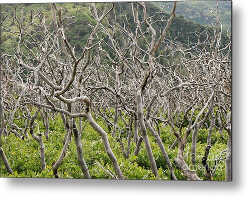 Trees Metal Print featuring the photograph Naked Ladies Dancing by Mary Carol Story