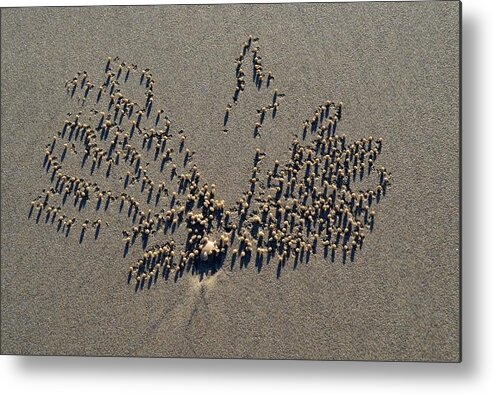 Beach Metal Print featuring the photograph Natures Art - Two Sand Leaves by Jeremy Hall