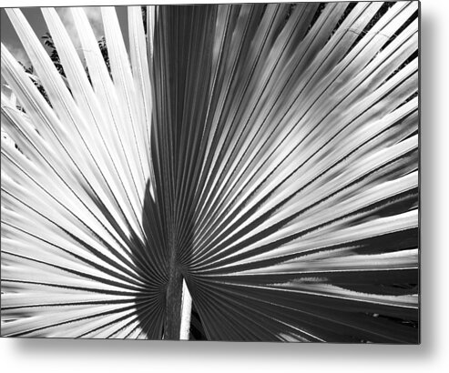 Plants Metal Print featuring the photograph Nature's Geometry by Ramunas Bruzas