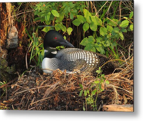 Loon Metal Print featuring the photograph Nesting Loon at First Light by Duane Cross