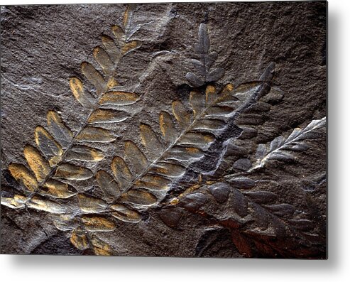 Ancient Metal Print featuring the photograph Neuropteris Fossil by Theodore Clutter