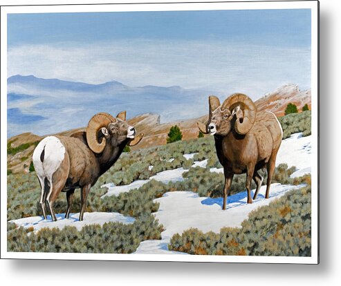 Nevada Metal Print featuring the painting Nevada Rocky Mountain Bighorns by Darcy Tate