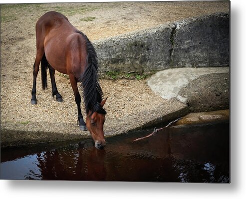 Horse Metal Print featuring the photograph New Forest Pony Drinking From Stream by Deborah Pendell