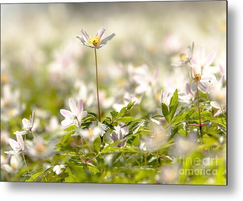 Flower Metal Print featuring the photograph New time springtime by Rose-Maries Pictures