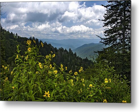 Smokies Metal Print featuring the photograph Newfound Gap Asters by Carol Erikson