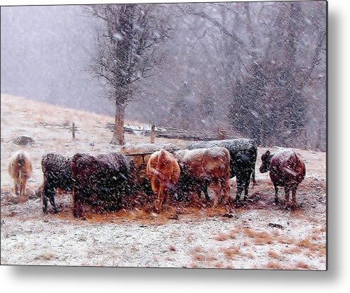 Cows Metal Print featuring the photograph No Ifs and or Butts by Cynthia Clark