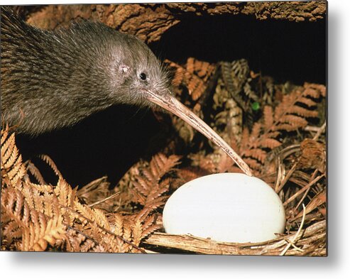 Feb0514 Metal Print featuring the photograph North Island Brown Kiwi With Egg New by Mark Jones