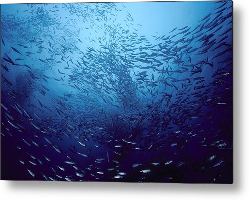 Feb0514 Metal Print featuring the photograph Northern Anchovies San Clemente by Flip Nicklin