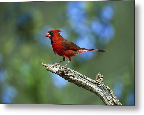 Feb0514 Metal Print featuring the photograph Northern Cardinal Male Texas by Tom Vezo