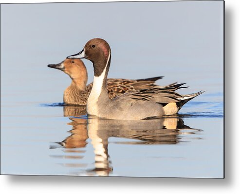 2012 Metal Print featuring the photograph Northern Pintail Pair by Leslie Morris