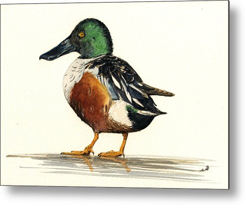 Northern Metal Print featuring the painting Northern Shoveler by Juan Bosco