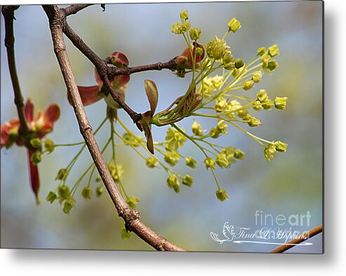 Nature Metal Print featuring the photograph Norway Maple Leaves 20120409_13a by Tina Hopkins