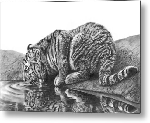 Tiger Metal Print featuring the drawing Oasis by Peter Williams