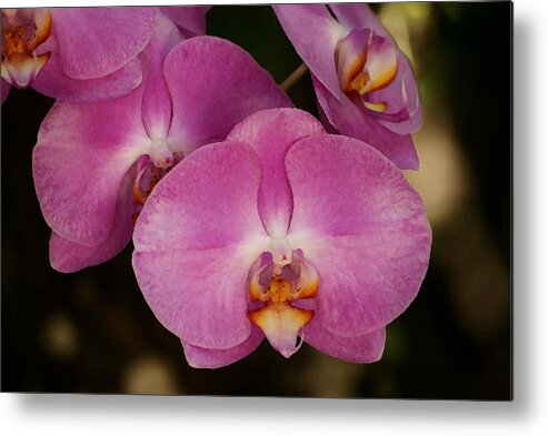 Red Metal Print featuring the photograph Oil Painted Orchids by Lorenzo Cassina