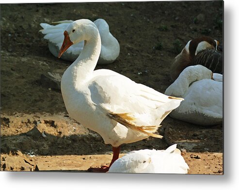 Delhi Metal Print featuring the photograph Oil Painting - A duck making a pose by Ashish Agarwal