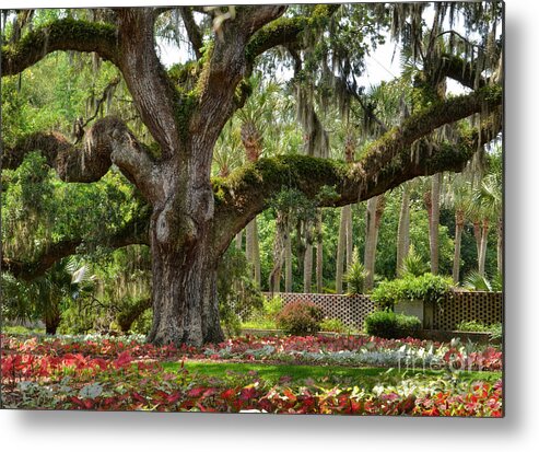 Gardens Metal Print featuring the photograph Old Oak And Calladium Garden by Kathy Baccari