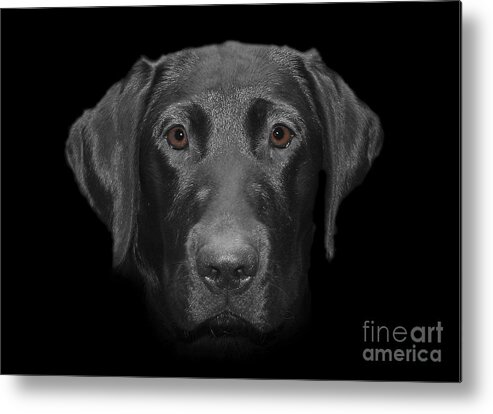 Labrador Metal Print featuring the photograph Olivia by Vix Edwards
