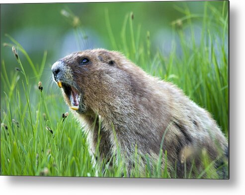 Animal Metal Print featuring the photograph Olympic Marmot by Thomas And Pat Leeson