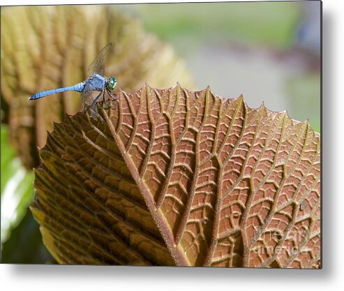 Landscape Metal Print featuring the photograph On the Edge by Sabrina L Ryan