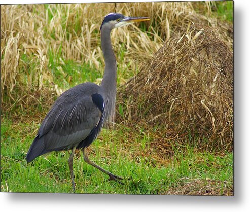 Heron Metal Print featuring the photograph On the Move by Jerry Cahill