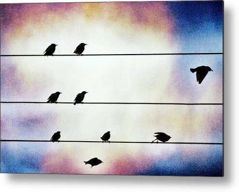 Bird Metal Print featuring the photograph Oops... by Marianna Mills