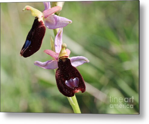 Beautiful Metal Print featuring the photograph Ophrys Bertolonii by Antonio Scarpi