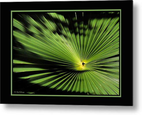 Palmetto Fan Canvas Print Metal Print featuring the photograph Optical Illusion by Lucy VanSwearingen