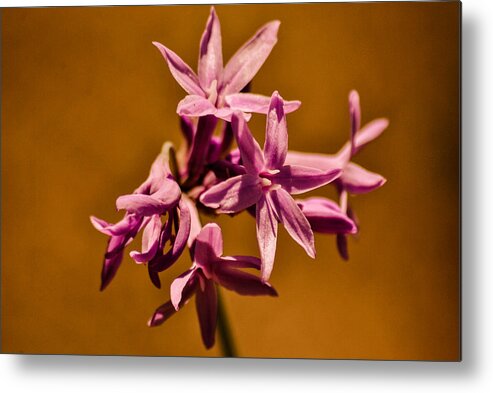 Orange Metal Print featuring the photograph Orange and Purple by AR Harrington Photography