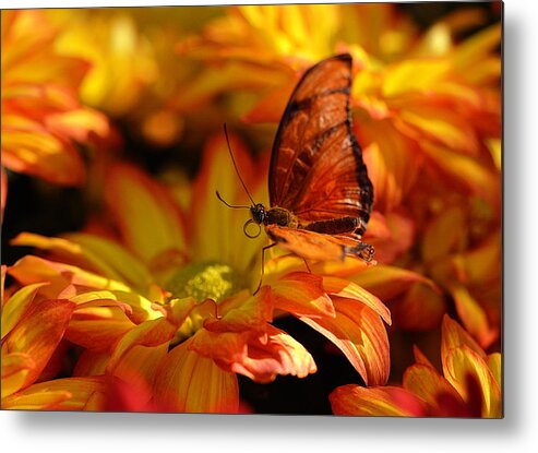 Mums Metal Print featuring the photograph Orange Butterfly On Yellow Flowers by Maria Angelica Maira