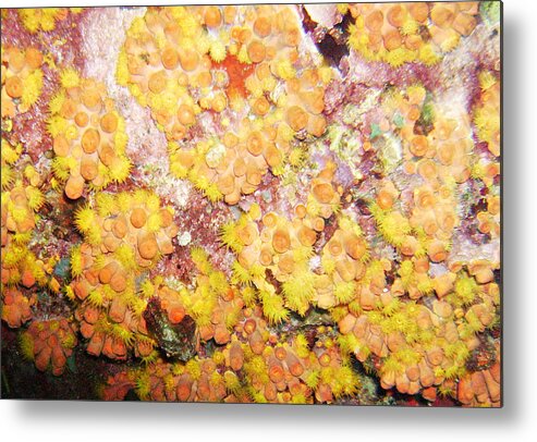 Ocean Metal Print featuring the photograph Orange Cups by Lynne Browne