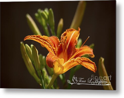 Day Metal Print featuring the photograph Orange Day Lily 20120615_21a by Tina Hopkins